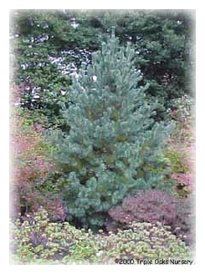 PINUS flexilis 'Vanderwolf's Pyramid'